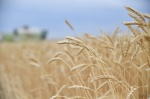 Саратовская область собрала первый миллион тонн зерна урожая-2023.