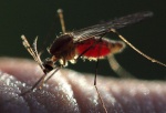 Памятка для населения к Всемирному дню здоровья «Профилактика малярии»